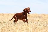 SETTER IRLANDAIS 105